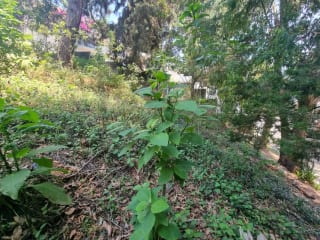 TERRENO EN VENTA SANTA ROSALÍA KM 12.5 CAES — miniatura 9 de 11